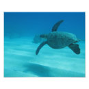 Suche nach hawaii fische poster Schildkröte