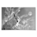Suche nach weißer wolf poster Grauwolf