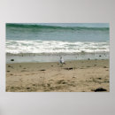 Suche nach seagull poster Küstenlinie