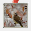Suche nach für erwachsene ornamente Tier