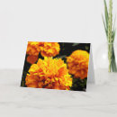 Suche nach marigold postkarten Pflanze