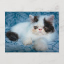 Suche nach weißes kätzchen postkarten Haustiere