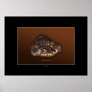 Suche nach platypus poster Tiere