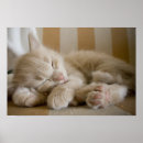 Suche nach kitten poster Pet