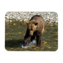 Suche nach grizzly magnete Braunbär