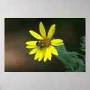 Suche nach mit biene poster Blumen