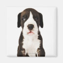 Suche nach harlekine magnete Great dane