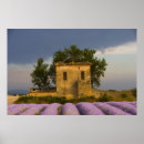 Suche nach lavendelfeld poster Landwirtschaft