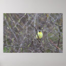 Suche nach gelber vogel poster Gelbvögel