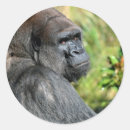 Suche nach silverback aufkleber Primat