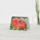 Suche nach roter gerbera karten Blätter
