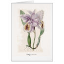 Suche nach exotische orchideen postkarten Muttertag