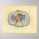 Suche nach querschnitt poster Anatomie