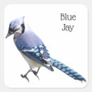 Suche nach blaues jay aufkleber Tierwelt