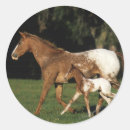 Suche nach stute aufkleber Bob langrish