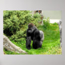 Suche nach tiefland poster Gorilla