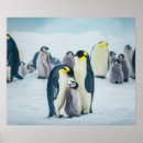 Suche nach baby pinguin poster Schneehügel