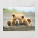 Suche nach niedliche bären poster Grizzlybär