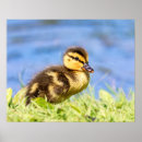 Suche nach mallard poster Tierwelt