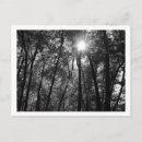 Suche nach schwarze sonne poster Blätter