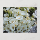 Suche nach calla postkarten Lily