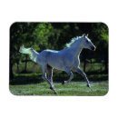 Suche nach stallion magnete Bob langrish