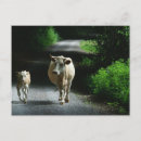 Suche nach pastorale postkarten Kühe