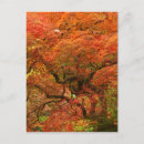 Suche nach japanischer ahorn poster Acer