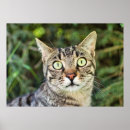 Suche nach grüne mit augen katze poster Kätzchen