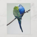 Suche nach budgie postkarten Haustiere