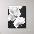 Suche nach weiße orchideen leinwandbilder Fotografie