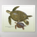 Suche nach mydas poster Reptil