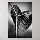 Suche nach gekreuzt poster Natur