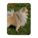 Suche nach zwergspitz magnete Bob und pam langrish