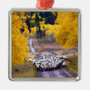 Suche nach schafe ornamente Land