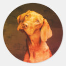 Suche nach vizsla aufkleber Magyar