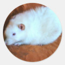 Suche nach weiße ratte aufkleber Ratten