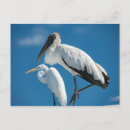 Suche nach ibis poster Vogelbeobachtung