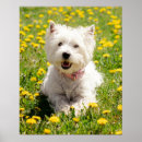 Suche nach niedlicher hund poster Jungtier