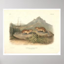 Suche nach murmeltier poster Tiere