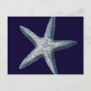 Suche nach muscheln postkarten Muschel des meeres