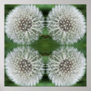 Suche nach fluff poster Blume