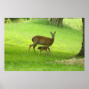 Suche nach weißer hirsch poster Fawn