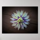 Suche nach clematis poster Fotografie