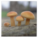 Suche nach makro fliesen Natur