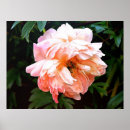 Suche nach pfirsichblüte poster Rose