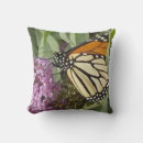 Suche nach butterfly kissen Fotografie