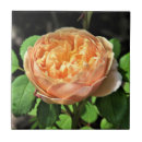 Suche nach koralle und weiß fliesen Rose