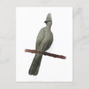 Suche nach afrikanische vögel poster Südafrika