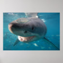 Suche nach weißer hai poster Ozean